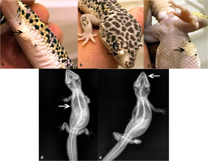 양서파충류)개량된 파충류의 유전병으로 달린다 질문받는다(혐주의)_33.png