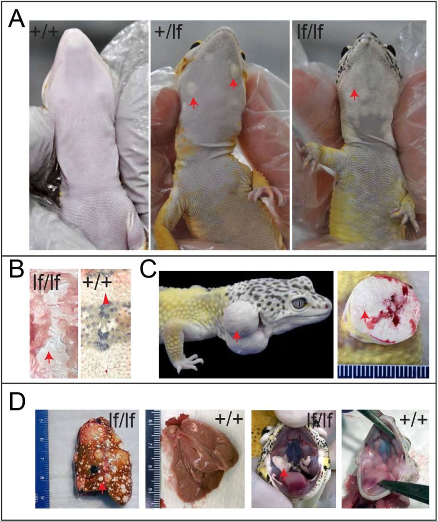 양서파충류)개량된 파충류의 유전병으로 달린다 질문받는다(혐주의)_16.jpg