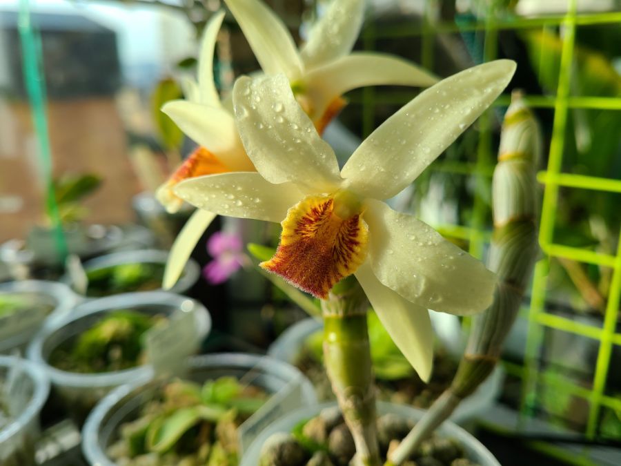 올해 1월 부터 지금까지 핀 꽃들 총집합_1.jpg