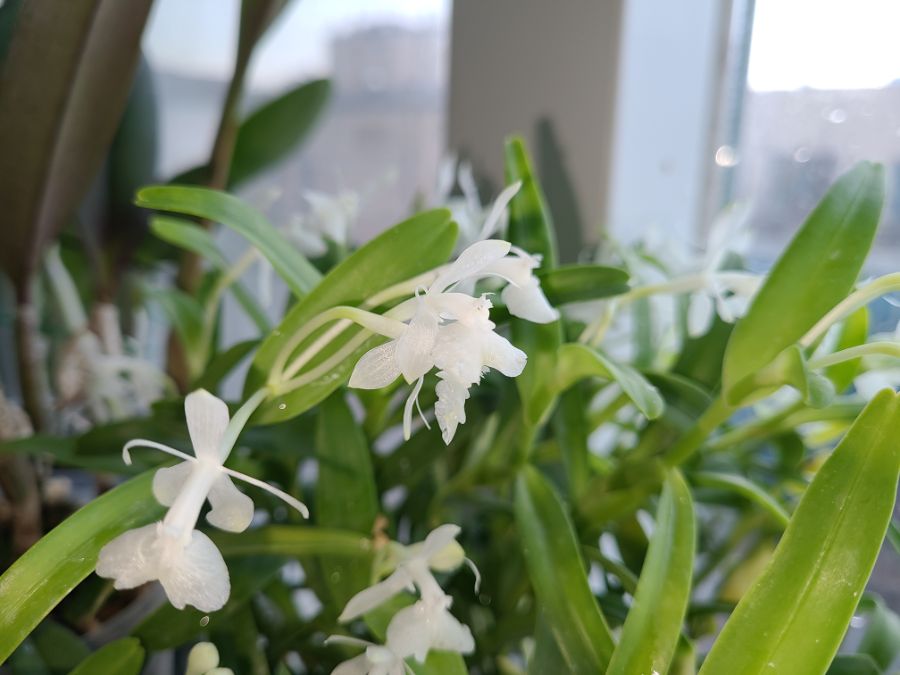 올해 1월 부터 지금까지 핀 꽃들 총집합_3.jpg