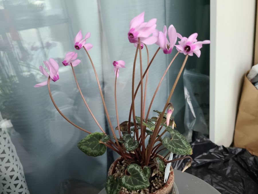 올해 1월 부터 지금까지 핀 꽃들 총집합_7.jpg