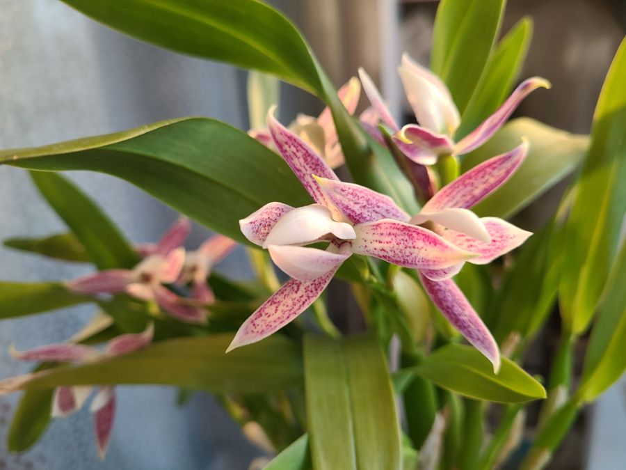 올해 1월 부터 지금까지 핀 꽃들 총집합_13.jpg