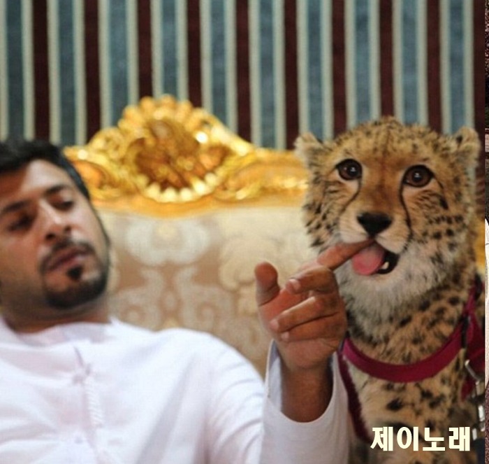 치타가 길들이는 애완 동물로서의 한계가 명백했던 이유.jpg_2.jpg