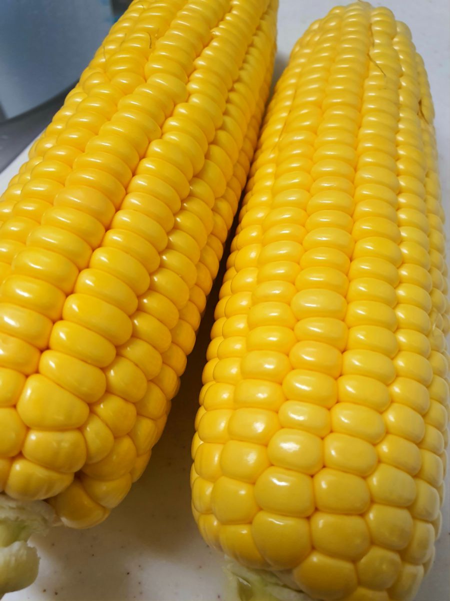 초당옥수수 버터 구이_3.jpg