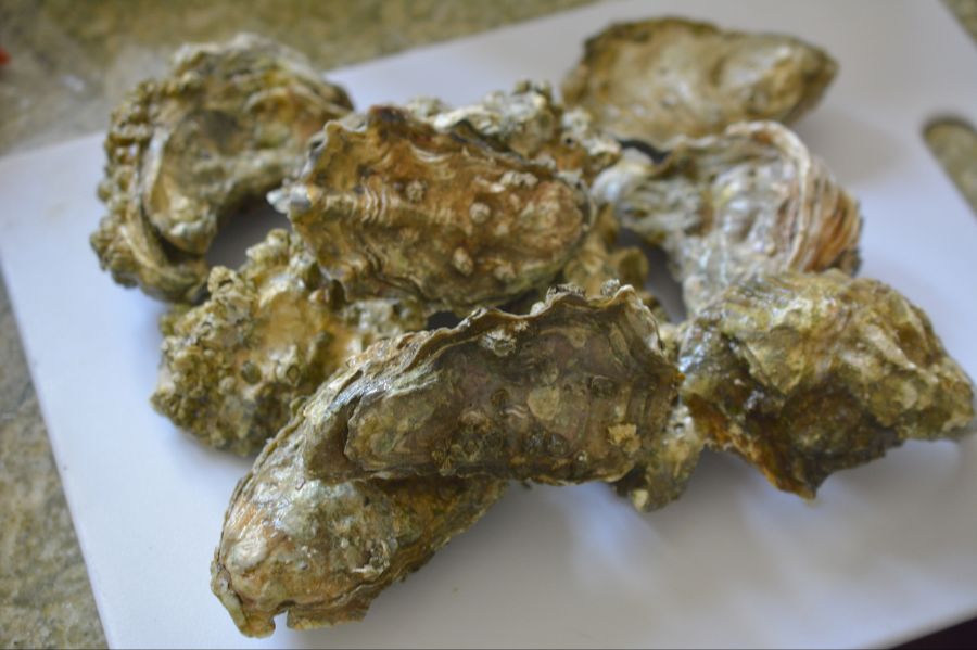 가족들과 같이 먹은 석화와 돈까스;ㅎ_1.jpg