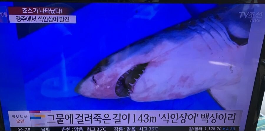 나약한 자는 살아남을 수 없는 동해바다_1.jpg