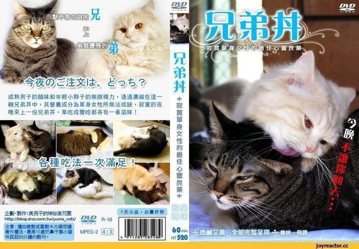 고양이 야동.jpg_1.jpg