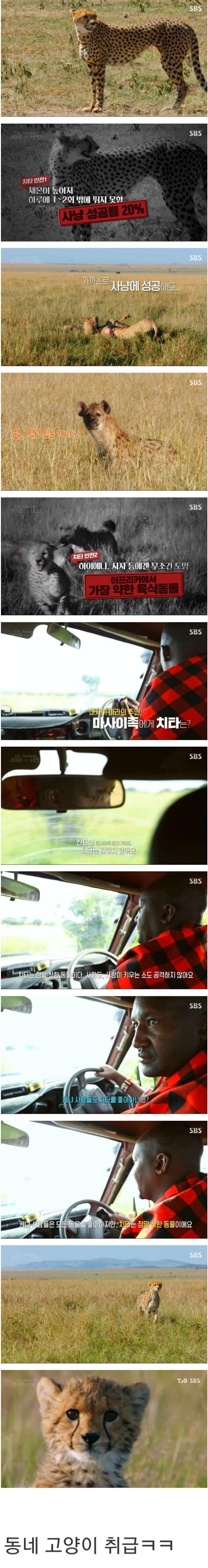 마사이족이 생각하는 치타.JPG_1.jpg