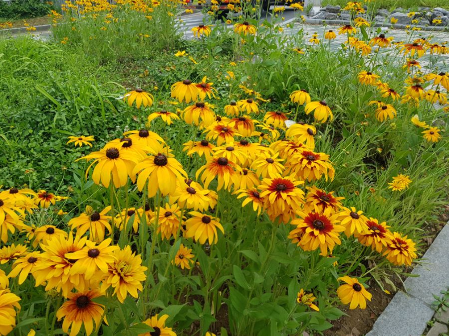 길가에 핀 해바라기 닮은꽃?_1.jpg