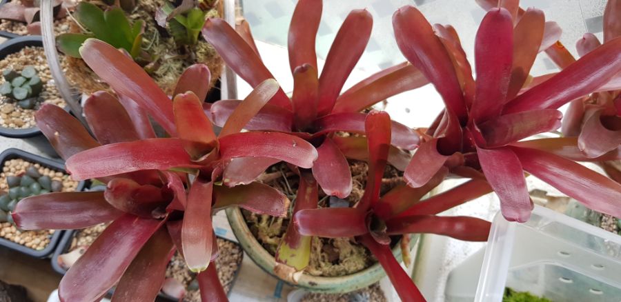 기르고 있는 식물들_3.jpg