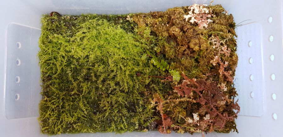 기르고 있는 식물들_4.jpg