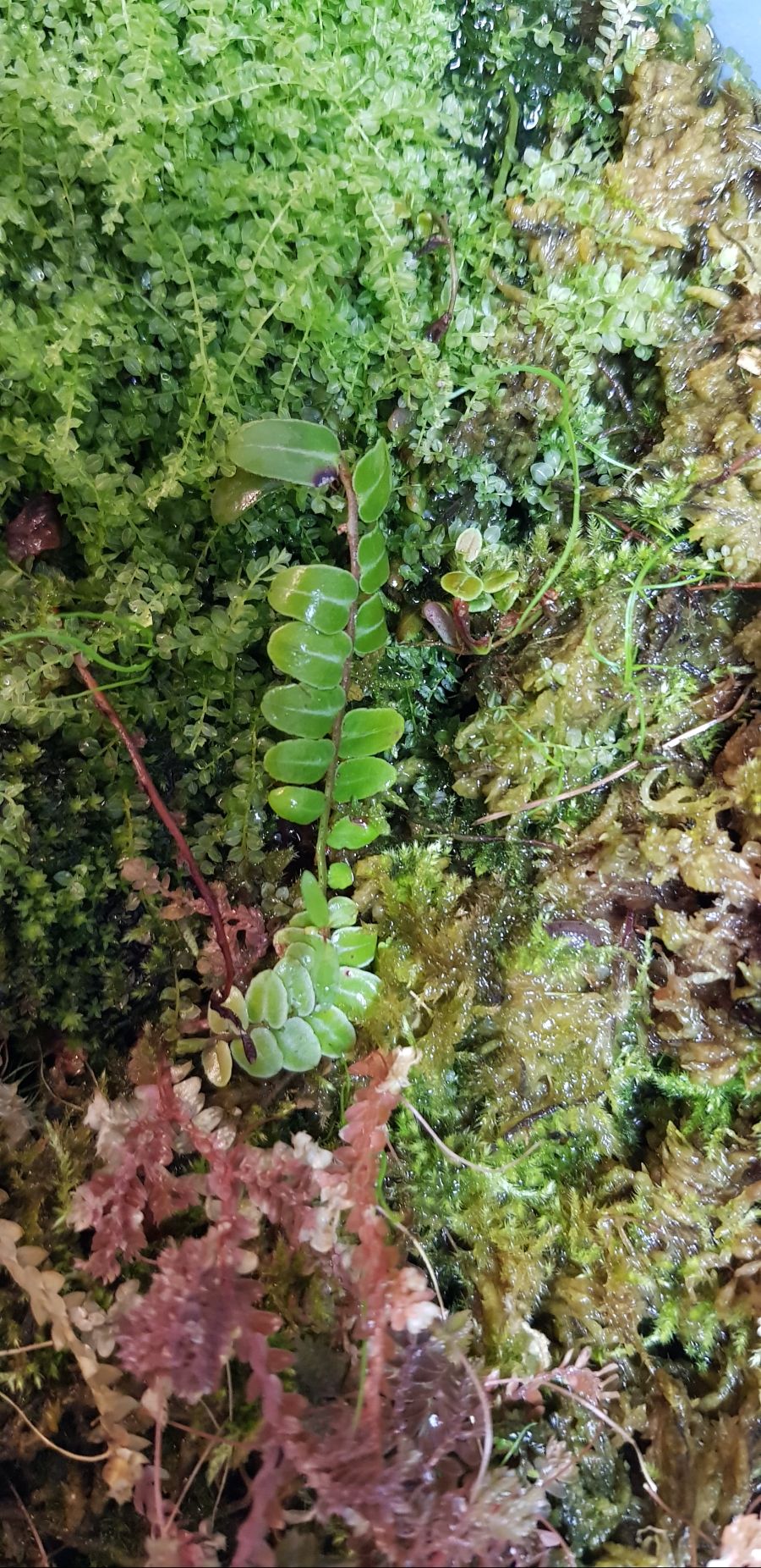 기르고 있는 식물들_5.jpg