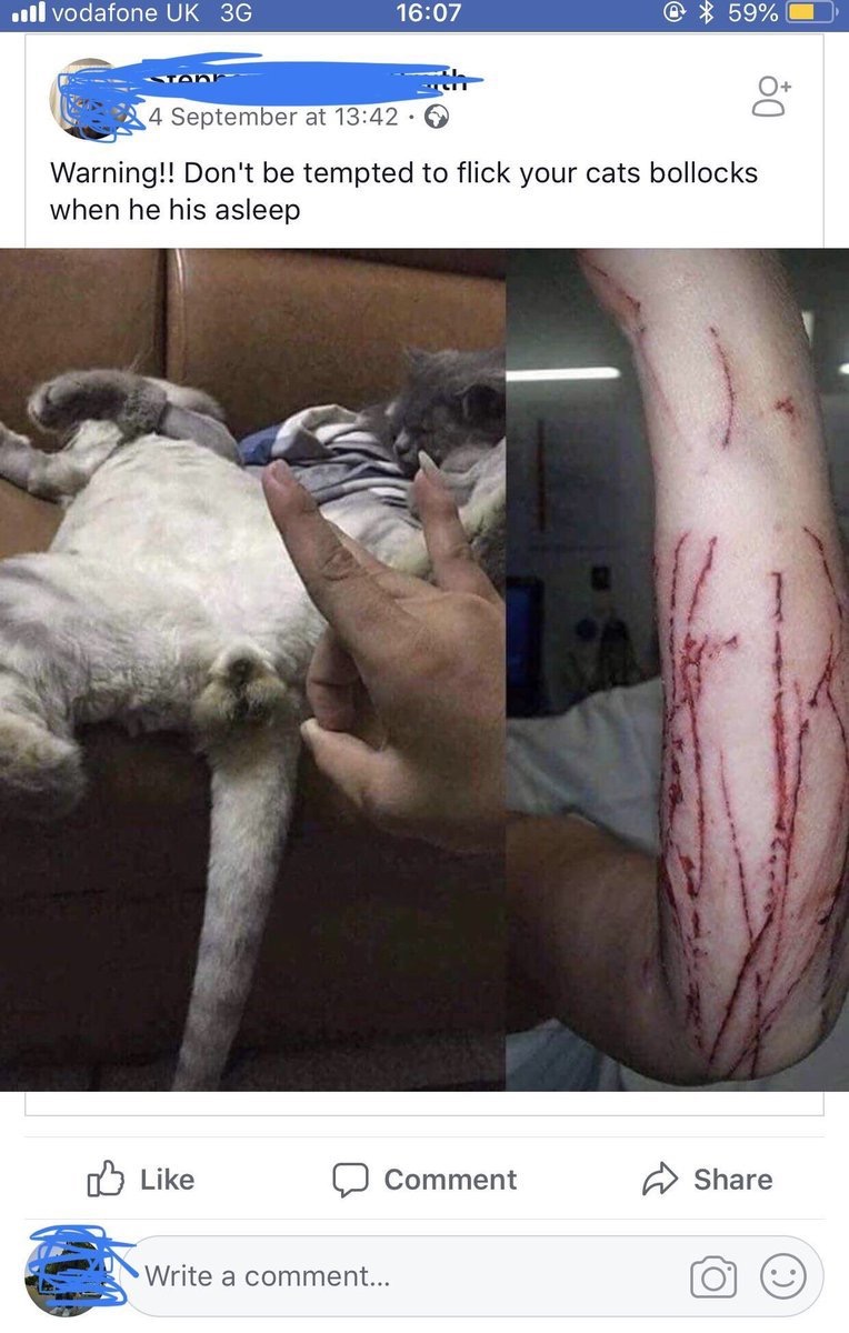 혐주의) 고양이 부랄에 딱밤 때리면.jpg_1.jpg
