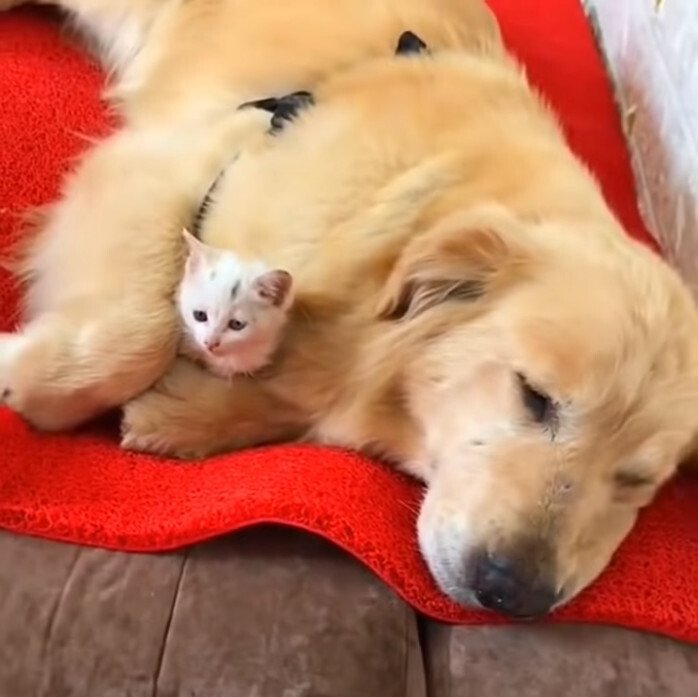 냥줍한 골댕이.gif_1.jpeg