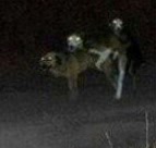 사까시 게이 쓰리섬 강아지 자전거