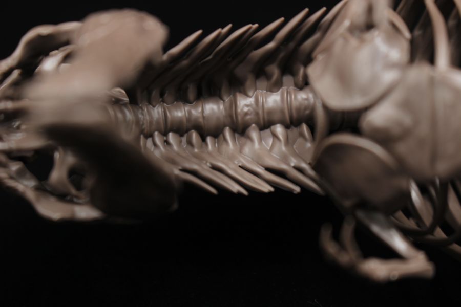 Imaginary Skeleton 티라노 리뷰 13.jpg