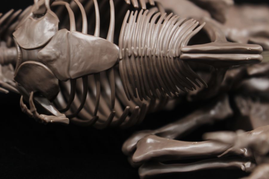 Imaginary Skeleton 티라노 리뷰 14.jpg