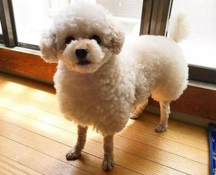 강아지 미용 보냈더니 양이 되어 돌아옴jpg