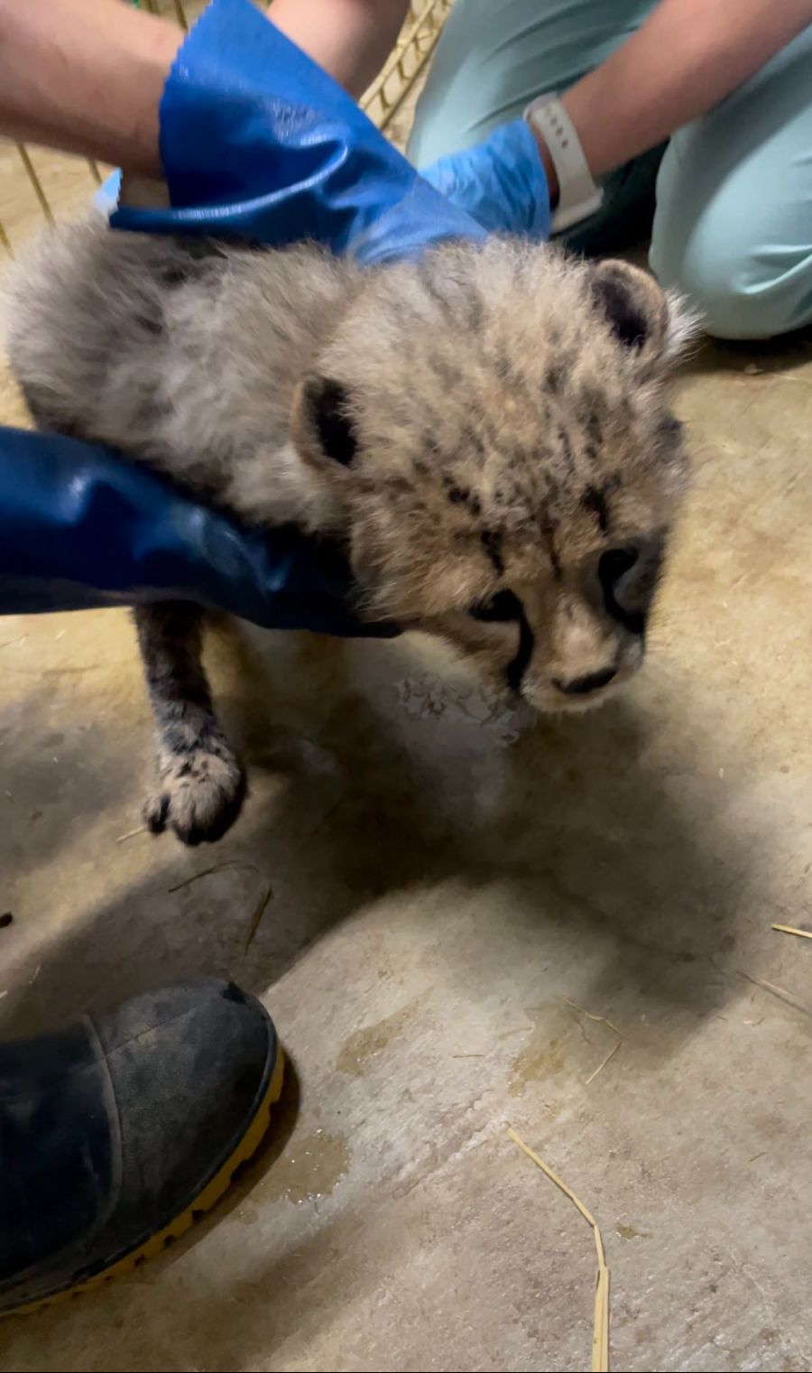 백신 맞는 생후 2개월 치타💉_2.jpg