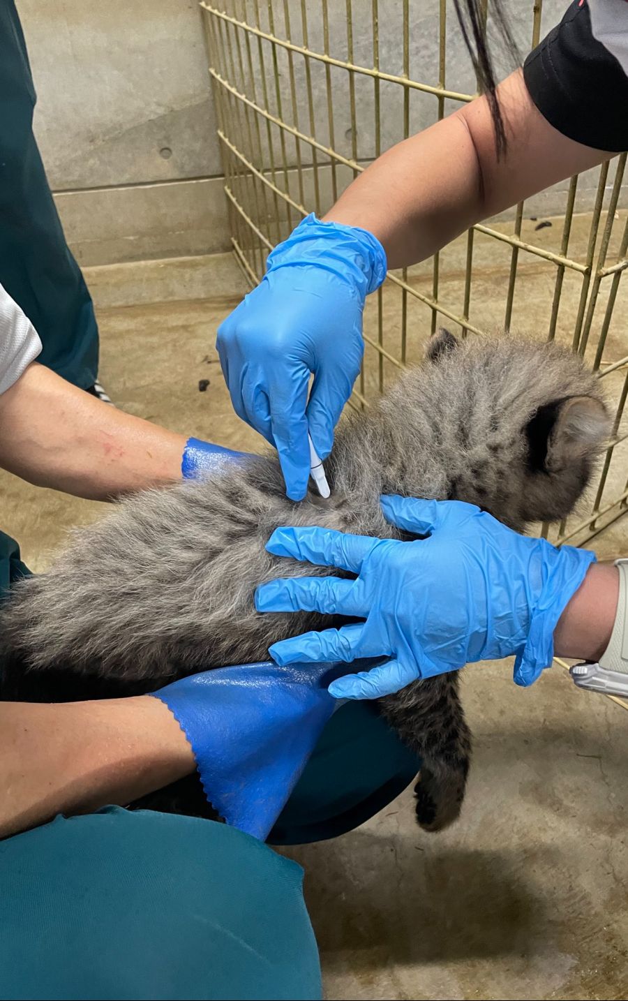 백신 맞는 생후 2개월 치타💉_3.jpg