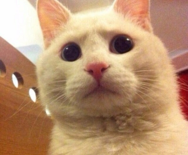 후방) 한심한 표정으로 보는 고양이_1.jpg