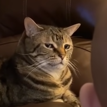 후방) 한심한 표정으로 보는 고양이_3.png