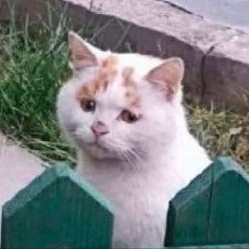 후방) 한심한 표정으로 보는 고양이_6.jpeg