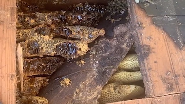 Family to spend $12,000 after 450,000 bees found living in walls_20210811_101708.599.jpg