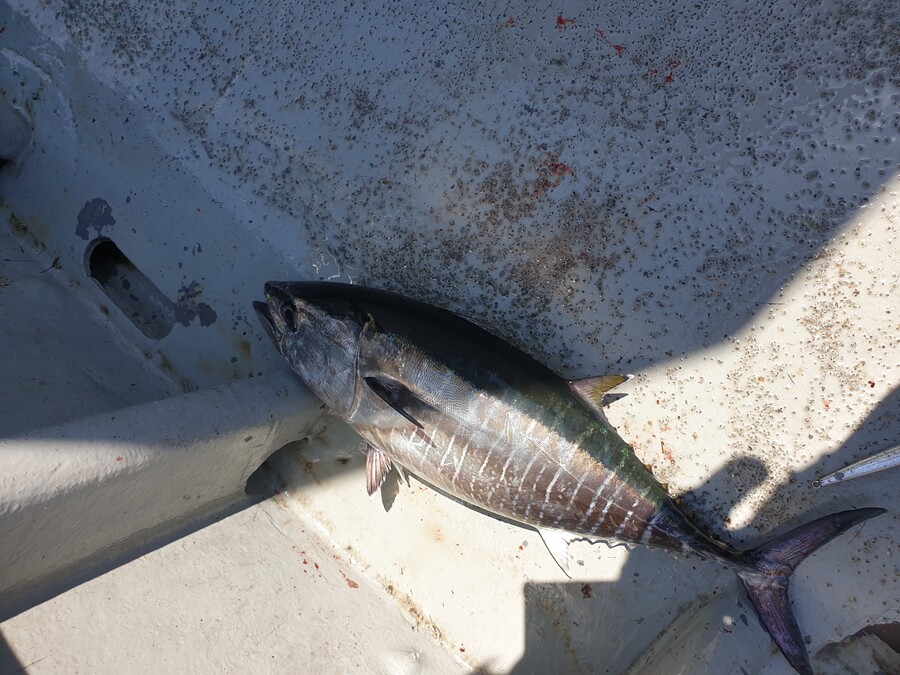 드디어 우리나라도 참치문화권이.._2.jpg