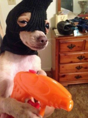 ?? : 저는 고양이 짤 도둑입니다._1.jpg