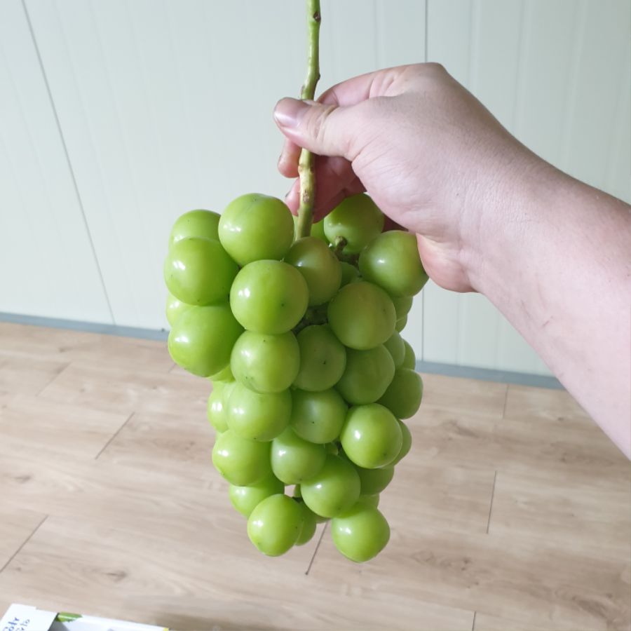 샤인머스켓 오늘 마니 팔아따..._4.jpg
