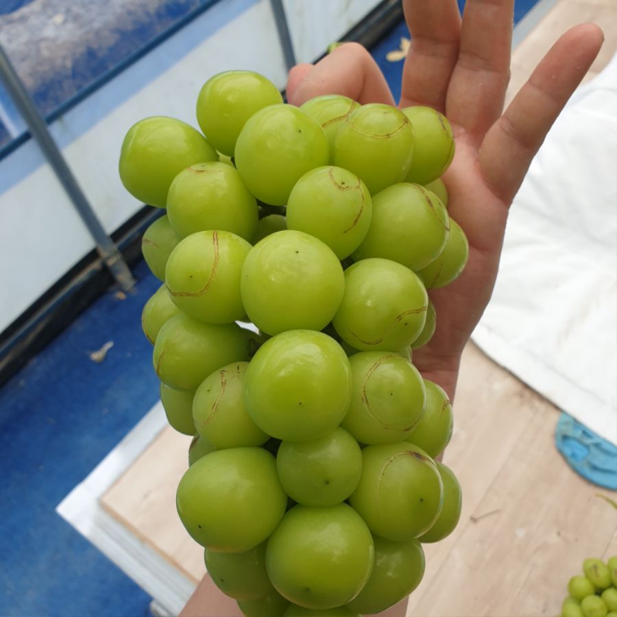 샤인머스켓 오늘 마니 팔아따..._10.jpg