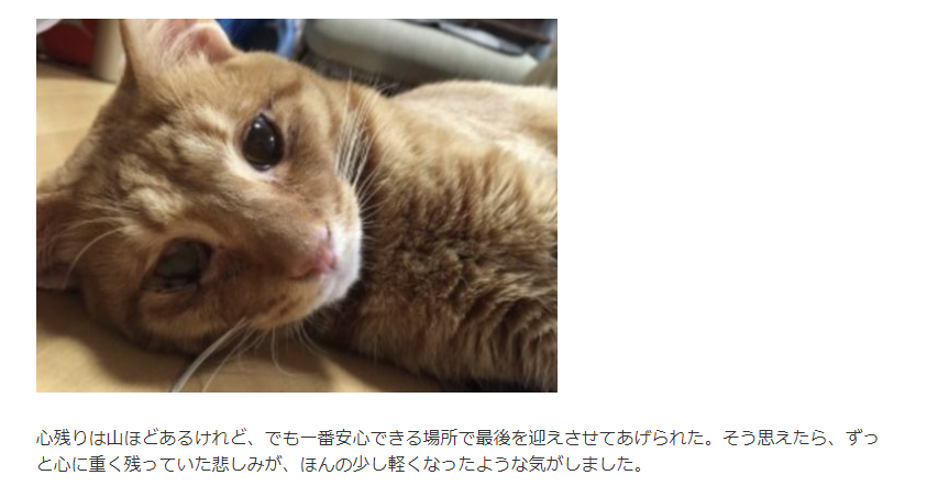 고양이가 죽기 전에 필사적으로 몸을 감추려는 이유.jpg_4.png
