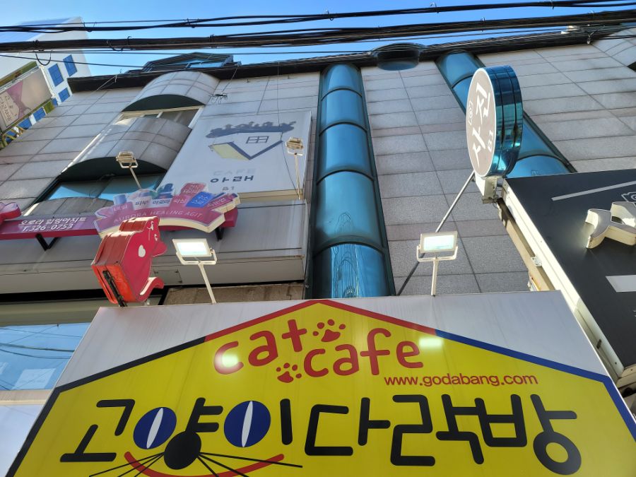 고양이 카페 옴 | 유머 게시판 고양이 카페 옴 | 유머 게시판 | 루리웹