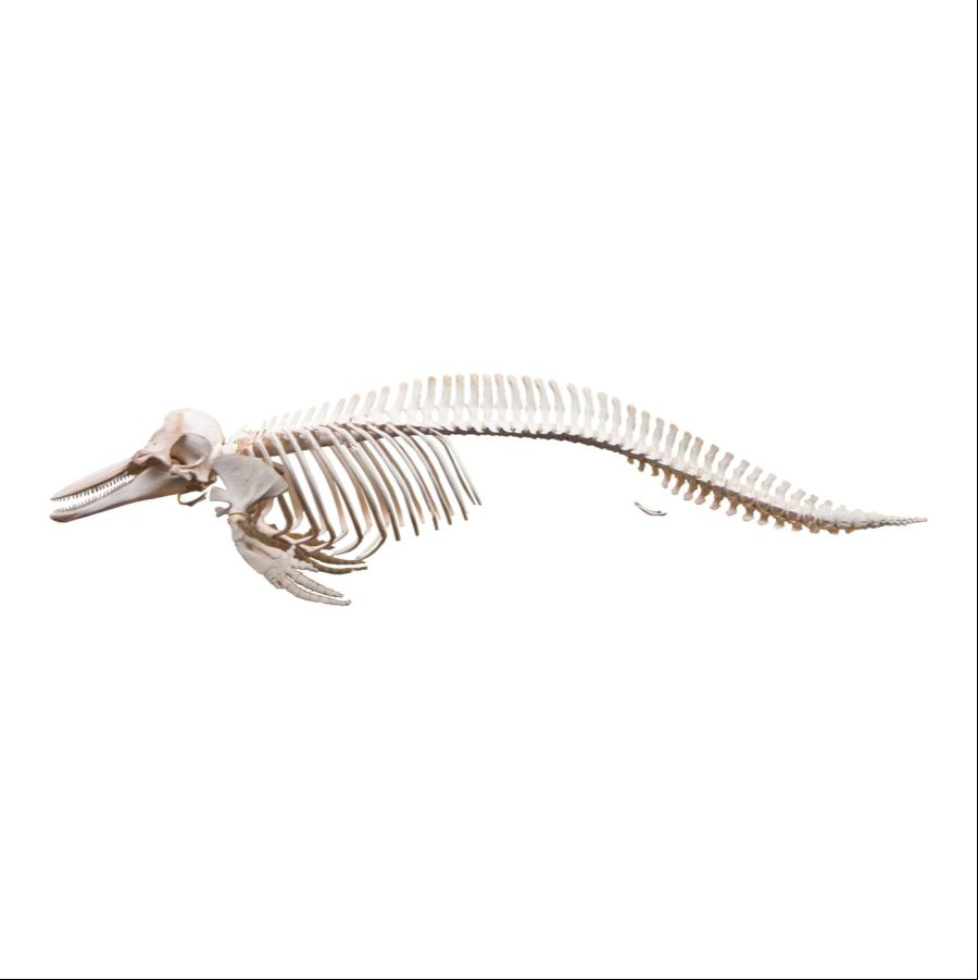 Bottle-nosedDolphin-Articulated-Skeleton--Main__SC-033-A__1_1400x1400.jpg