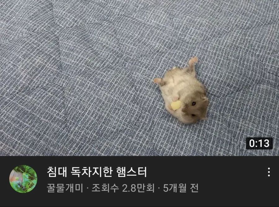 이불을 차지한 햄스터