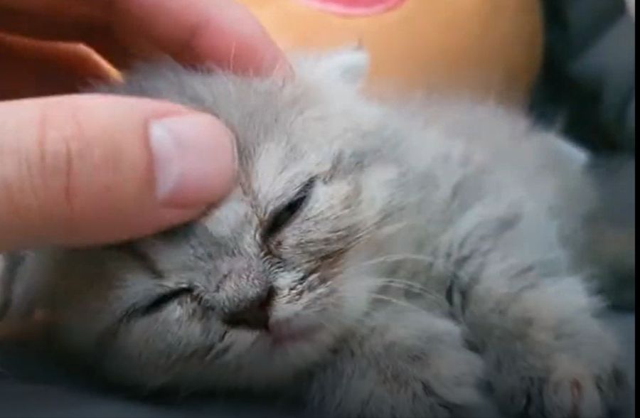 고양이1.png