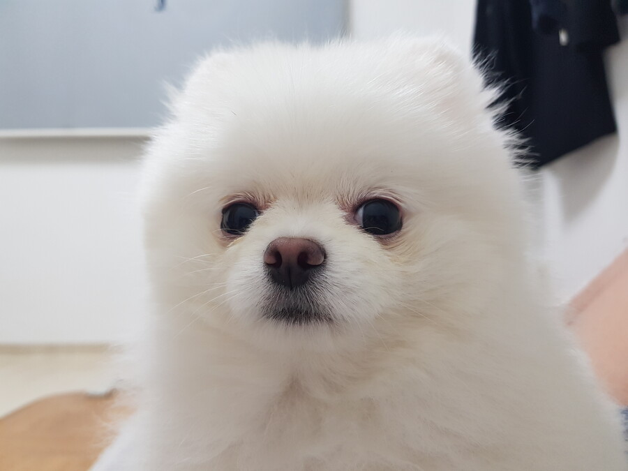 아련한 강아지_1.jpg
