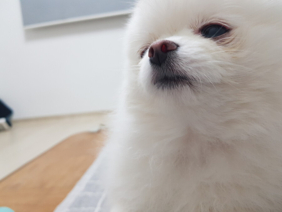 아련한 강아지_2.jpg
