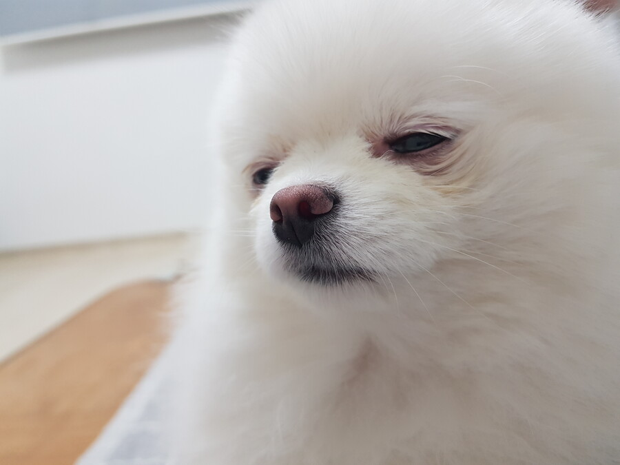 아련한 강아지_3.jpg