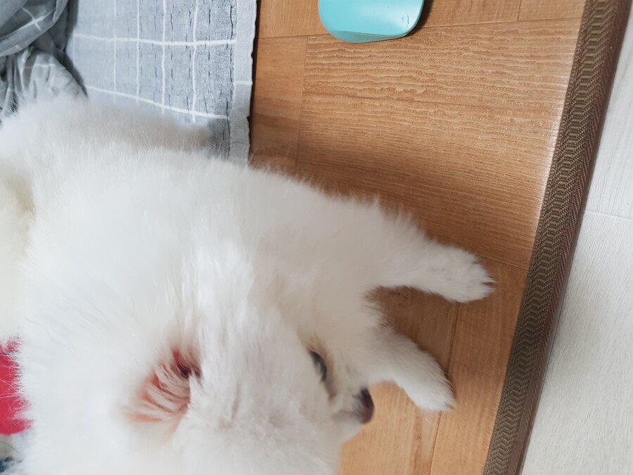 아련한 강아지_4.jpg
