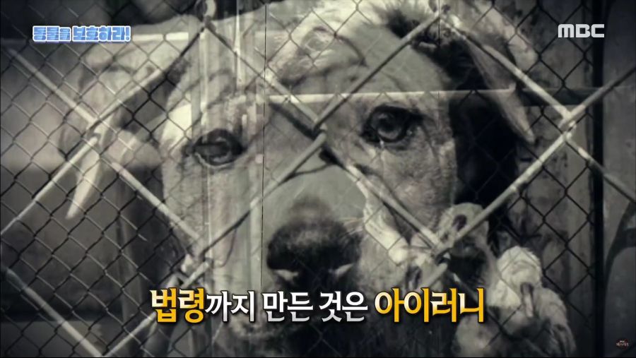 생명을 매우 소중하게 아꼈던 히틀러.jpg_19.jpg