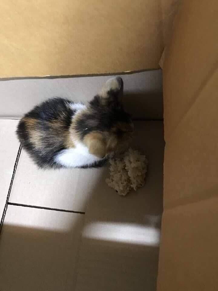 고양이가 밥을 안먹네요.JPG_3.jpg