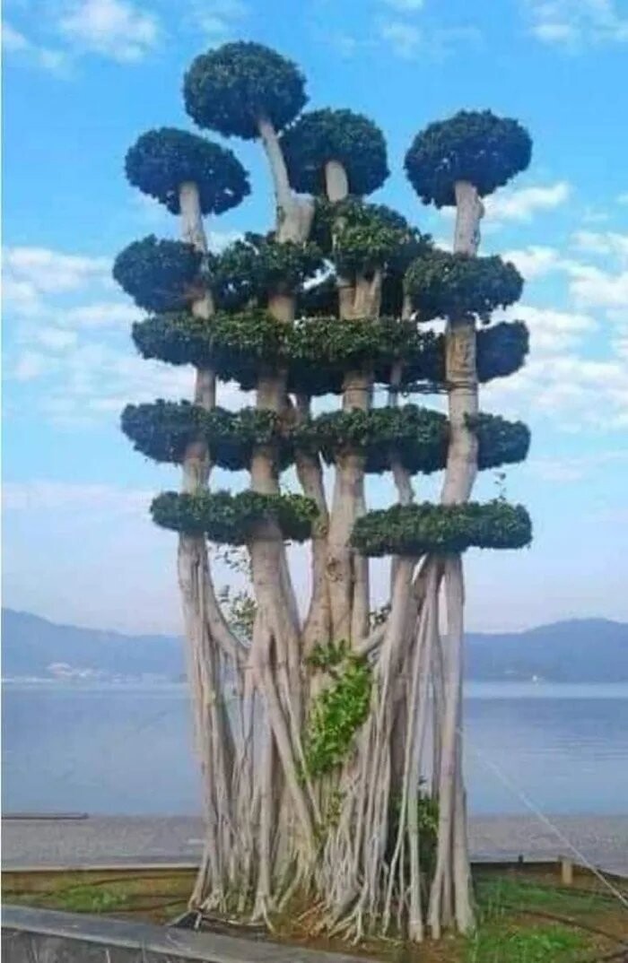 바오밥나무는 걸어다니는나무였다고한다
