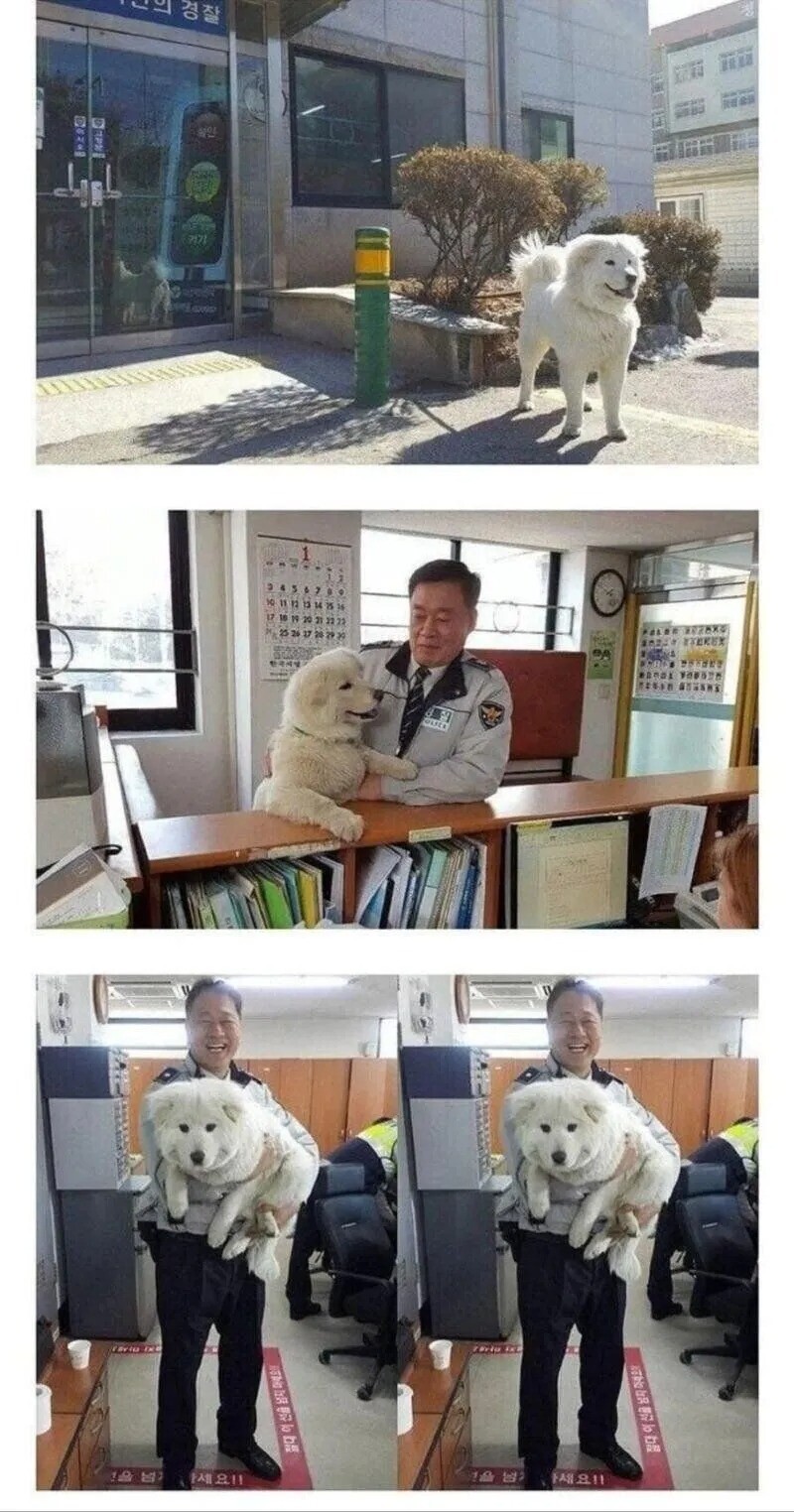 억울하게 생긴 한국 강아지 특징.JPG_2.jpg