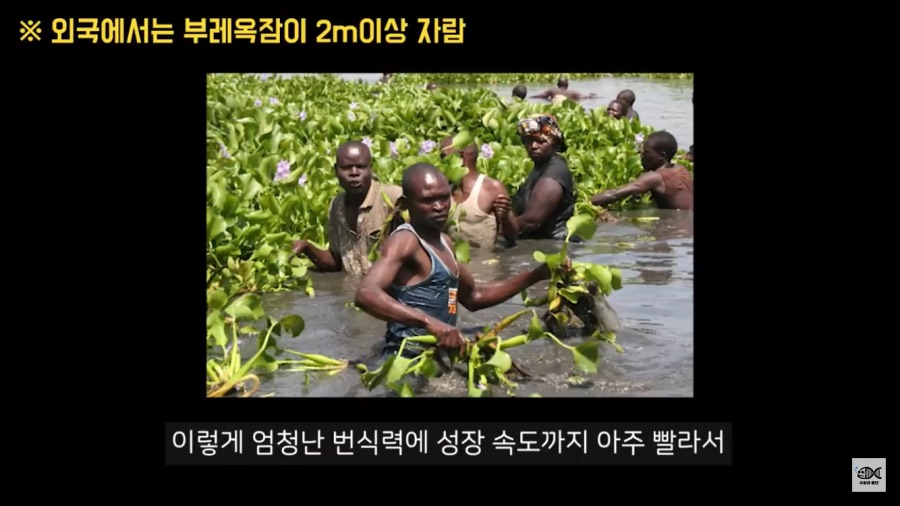 세계 10대 잡초중 하나_10.png