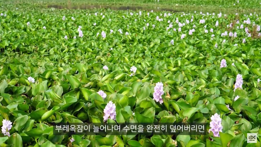 세계 10대 잡초중 하나_12.png