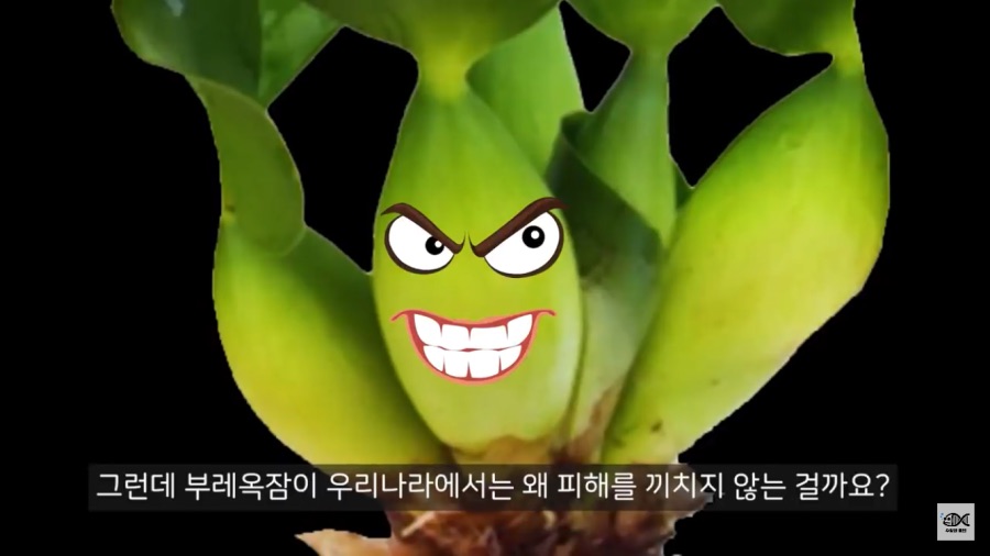 세계 10대 잡초중 하나_18.png