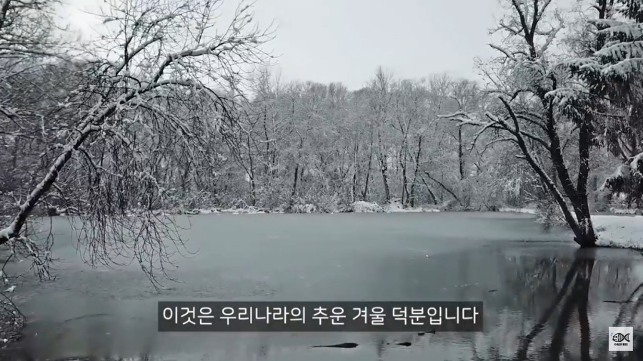 세계 10대 잡초중 하나_19.png