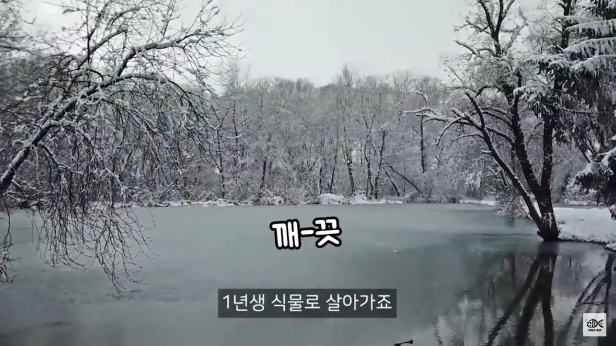 세계 10대 잡초중 하나_21.png